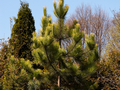 Pinus nigra Goldfingers IMG_3894 Sosna czarna
